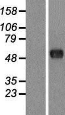 Western Blot: FAM130A1 Overexpression Lysate [NBP2-06182]