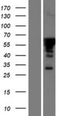 Western Blot: FAM131A Overexpression Lysate [NBP2-05550]