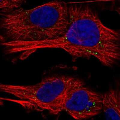 Immunocytochemistry/ Immunofluorescence: Adipolin/FAM132A Antibody [NBP1-90700]