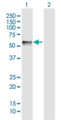 Western Blot: FAM134B Antibody [H00054463-D01P]