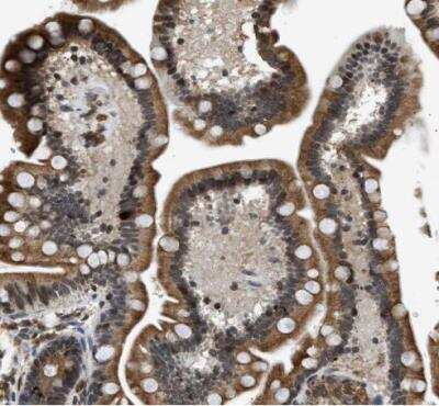 Immunohistochemistry-Paraffin: FAM134C Antibody [NBP1-85053]