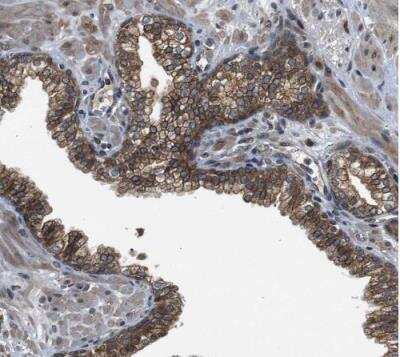 Immunohistochemistry-Paraffin: FAM134C Antibody [NBP1-85053]