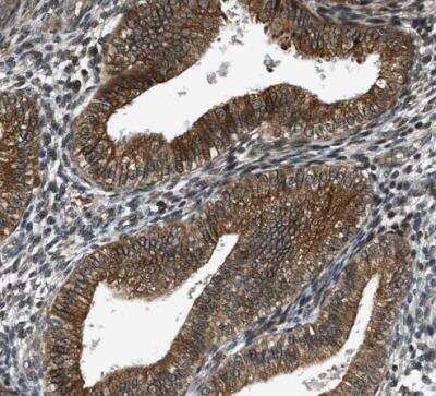 Immunohistochemistry-Paraffin: FAM134C Antibody [NBP1-85053]