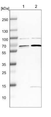 Western Blot: FAM134C Antibody [NBP1-85053]