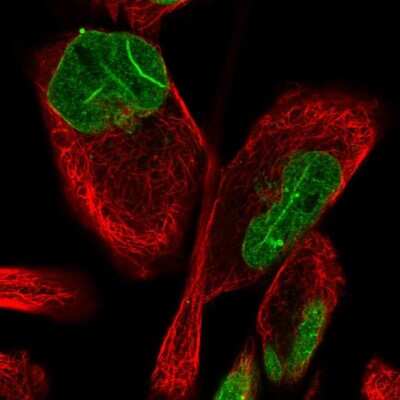 Immunocytochemistry/ Immunofluorescence: FAM135B Antibody [NBP1-86717]