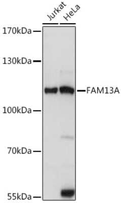 Western Blot: FAM13A AntibodyAzide and BSA Free [NBP3-04504]