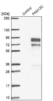 Western Blot: FAM13C1 Antibody [NBP1-91884]