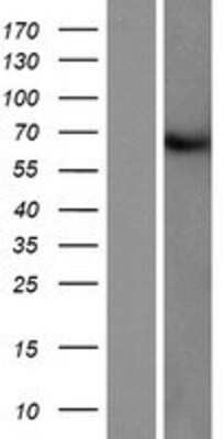 Western Blot: FAM149B1 Overexpression Lysate [NBP2-10025]