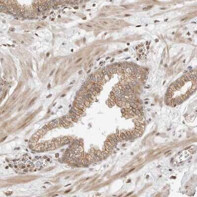 Immunohistochemistry-Paraffin: FAM150A Antibody [NBP1-90646]