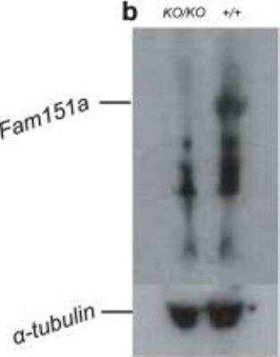 Knockout Validated: FAM151A Antibody [NBP2-13983]