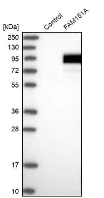 Western Blot: FAM151A Antibody [NBP2-13983]