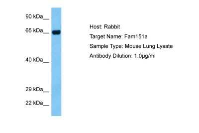 Western Blot: FAM151A Antibody [NBP2-82595]