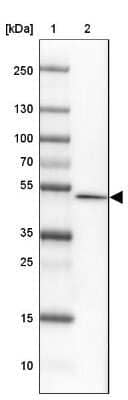 Western Blot: FAM155A Antibody [NBP1-90982]