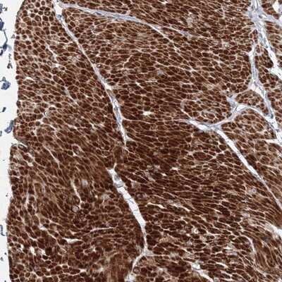 Immunohistochemistry-Paraffin: FAM155B Antibody [NBP1-84329]