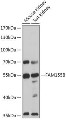 Western Blot: FAM155B AntibodyAzide and BSA Free [NBP3-04074]