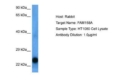 Western Blot: FAM158A Antibody [NBP2-82603]