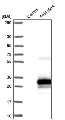 Western Blot: FAM159A Antibody [NBP2-48597]