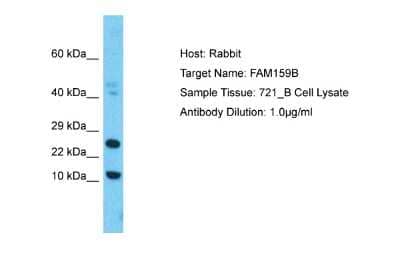 Western Blot: FAM159B Antibody [NBP2-82604]