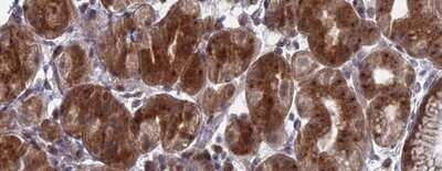 Immunohistochemistry-Paraffin: FAM160B1 Antibody [NBP1-88970]