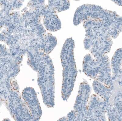 Immunohistochemistry-Paraffin: FAM161A Antibody [NBP1-94022]