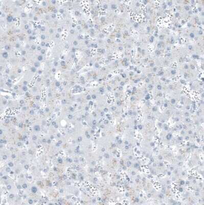 Immunohistochemistry-Paraffin: FAM161A Antibody [NBP1-94022]
