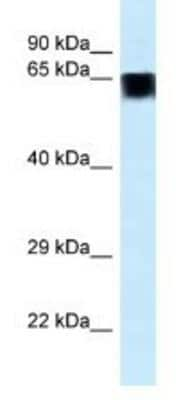 Western Blot: FAM161A Antibody [NBP1-91507]