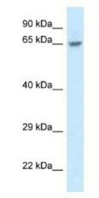 Western Blot: FAM161A Antibody [NBP1-91508]