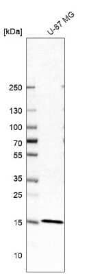 Western Blot: FAM162A Antibody [NBP1-86792]