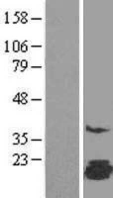 Western Blot: FAM162A Overexpression Lysate [NBL1-10489]