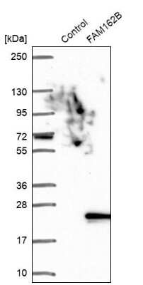 Western Blot: FAM162B Antibody [NBP1-90775]