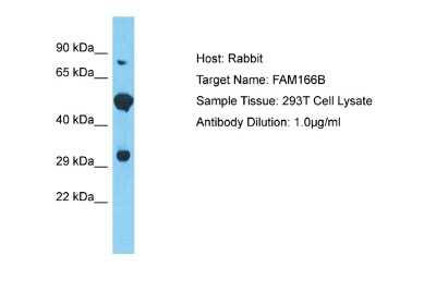 Western Blot: FAM166B Antibody [NBP2-82616]