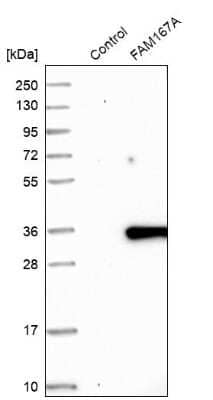 Western Blot: FAM167A Antibody [NBP1-91237]