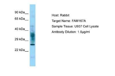 Western Blot: FAM167A Antibody [NBP2-84895]