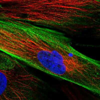 Immunocytochemistry/ Immunofluorescence: FAM167B Antibody [NBP2-57162]