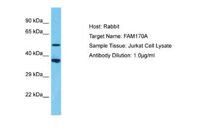 Western Blot: FAM170A Antibody [NBP2-84897]