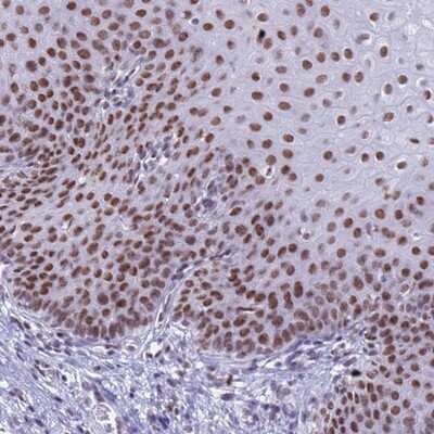 Immunohistochemistry-Paraffin: FAM170b Antibody [NBP2-13985]