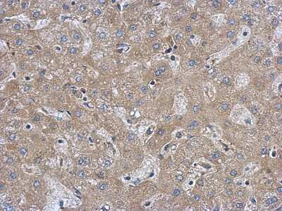 Immunohistochemistry-Paraffin: FAM171A1 Antibody [NBP2-16414]