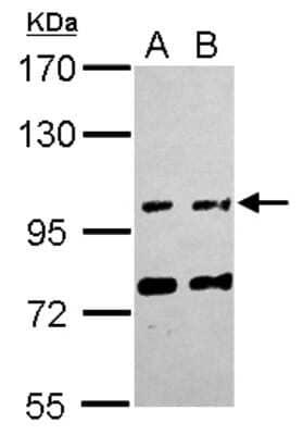 Western Blot: FAM171A1 Antibody [NBP2-16414]