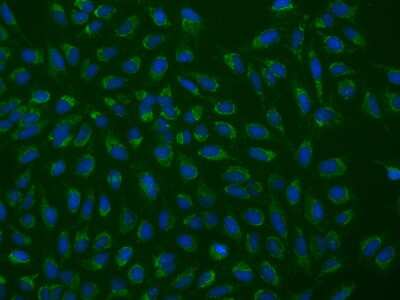 Immunocytochemistry/ Immunofluorescence: FAM171B Antibody [NBP2-97891]