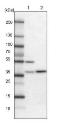 Western Blot: FAM171B Antibody [NBP1-93847]