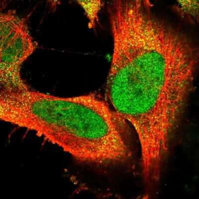 Immunocytochemistry/ Immunofluorescence: FAM172A Antibody [NBP2-58246]