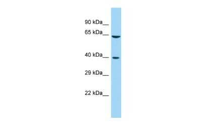 Western Blot: FAM172A Antibody [NBP2-84900]