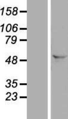 Western Blot: FAM172A Overexpression Lysate [NBL1-10497]