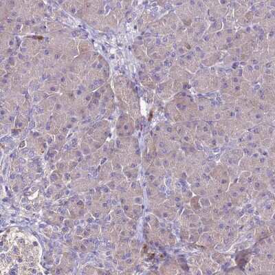 Immunohistochemistry-Paraffin: FAM173A Antibody [NBP1-94122]