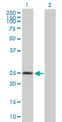 Western Blot: FAM173B Antibody [H00134145-B01P]