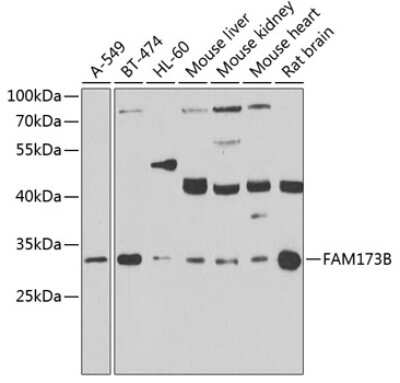 Western Blot: FAM173B AntibodyBSA Free [NBP3-04554]