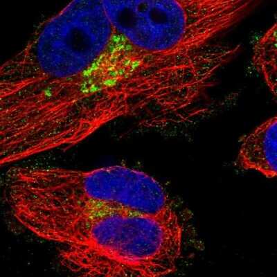 Immunocytochemistry/ Immunofluorescence: FAM174A Antibody [NBP1-80676]