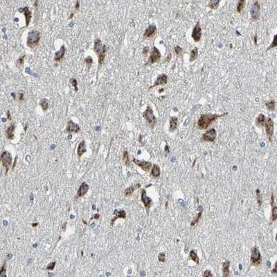 Immunohistochemistry-Paraffin: FAM174A Antibody [NBP1-80676]