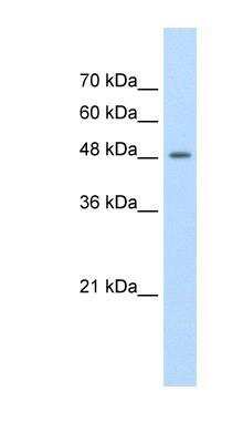 Western Blot: FAM174B Antibody [NBP1-91565]