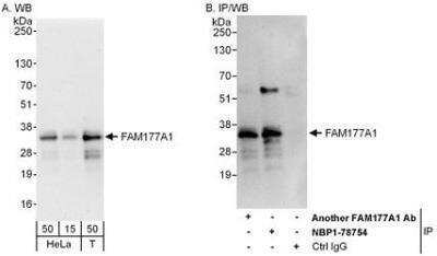 Western Blot: FAM177A1 Antibody [NBP1-78754]